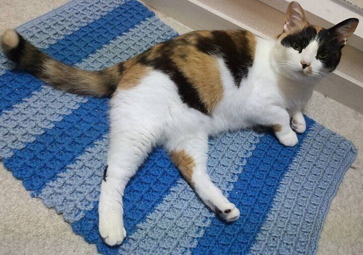 足ふきマットの上を気に入った様子のひまわりちゃん