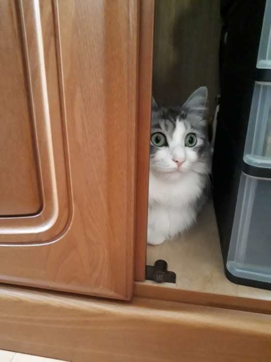 サバトラのムギちゃん