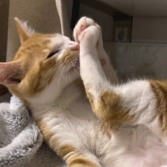 MIX茶白のじろうくん