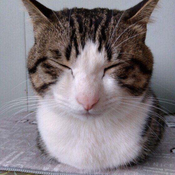 香箱座りをするキジトラ猫