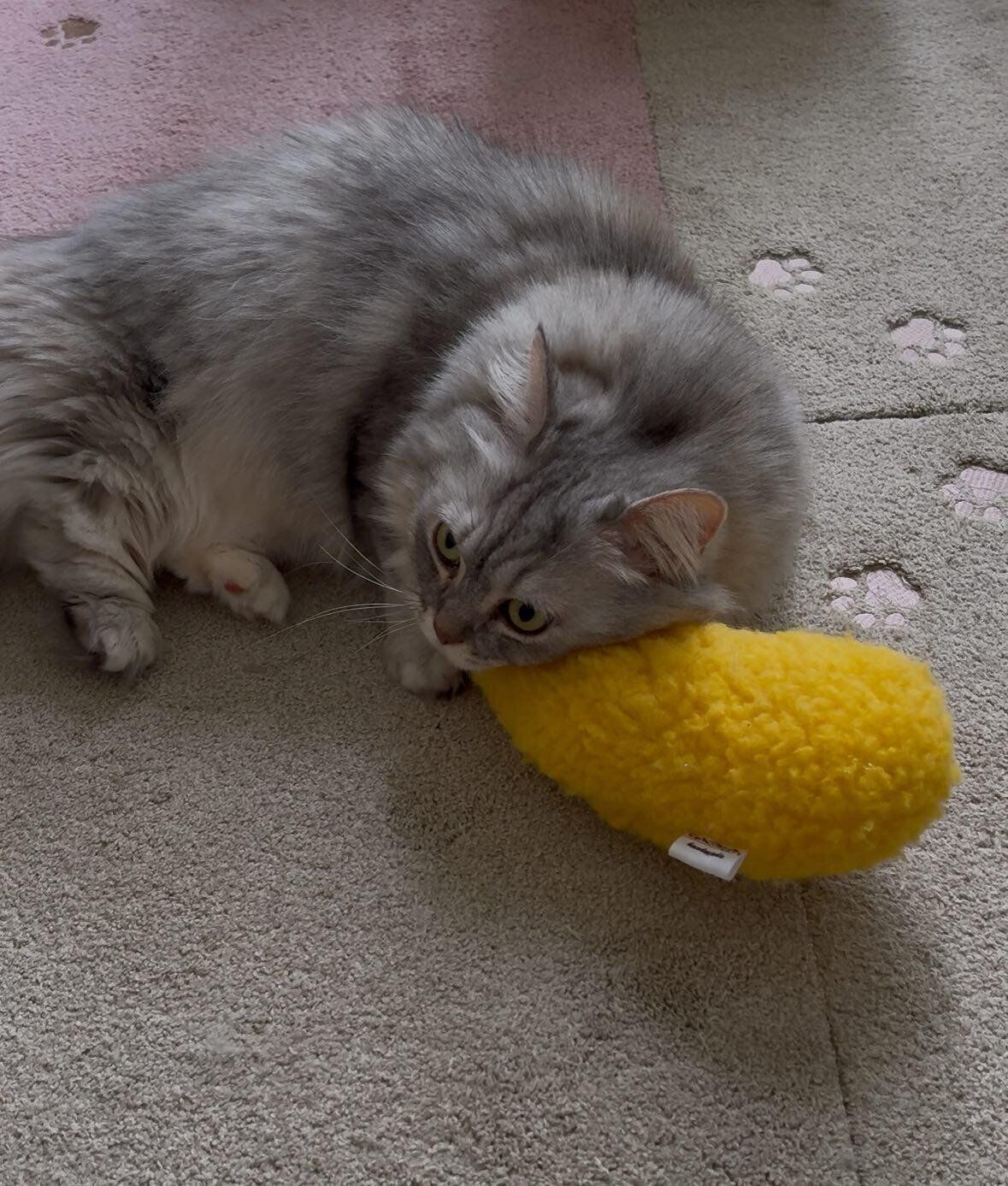 猫のえび屋にゃんこ日和作品