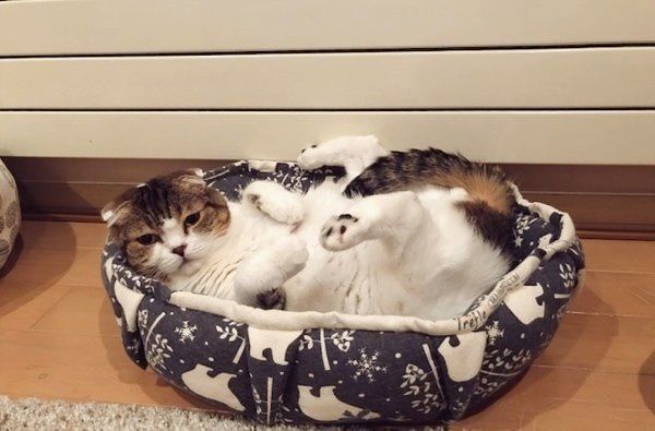 スコティッシュフォールドのどんぐりちゃん