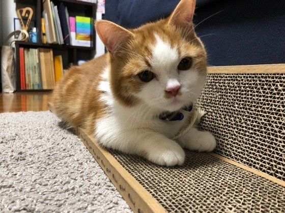 爪とぎをするマンチカン