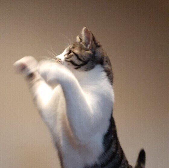 猫がジャンプに失敗したり ジャンプしようとしてしないのはなぜ 獣医師解説 ねこのきもちweb Magazine