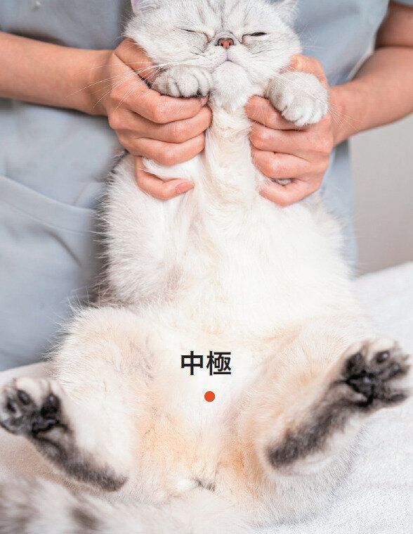 猫の中極の位置