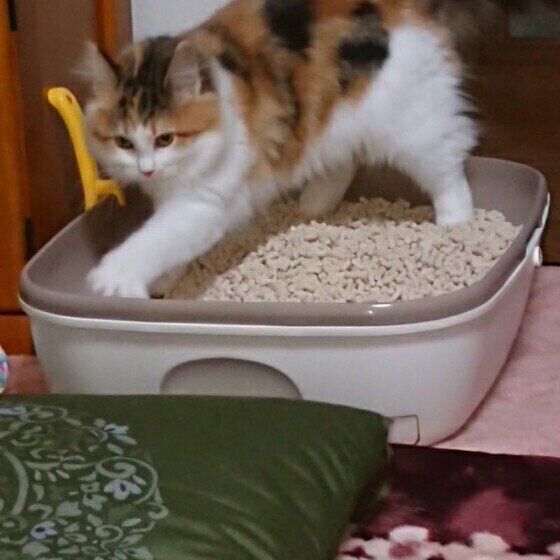 トイレをするメインクーン