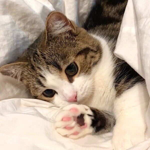 布団にごろんと転がるひなたくん