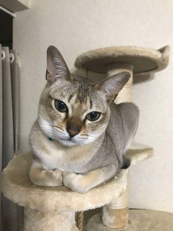 キャットタワーに座るゴンくん