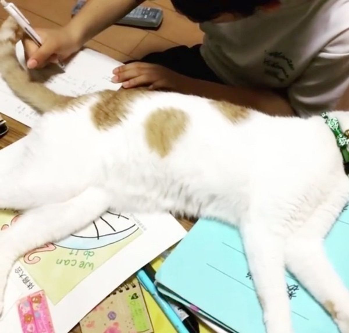 宿題の邪魔をしてくつろぐニャンコ その ドヤ顔 に注目 ねこのきもちweb Magazine 宿題の邪魔をしてくつろぐニャンコ その ドヤ顔 に注目 ねこのきもちweb Magazine