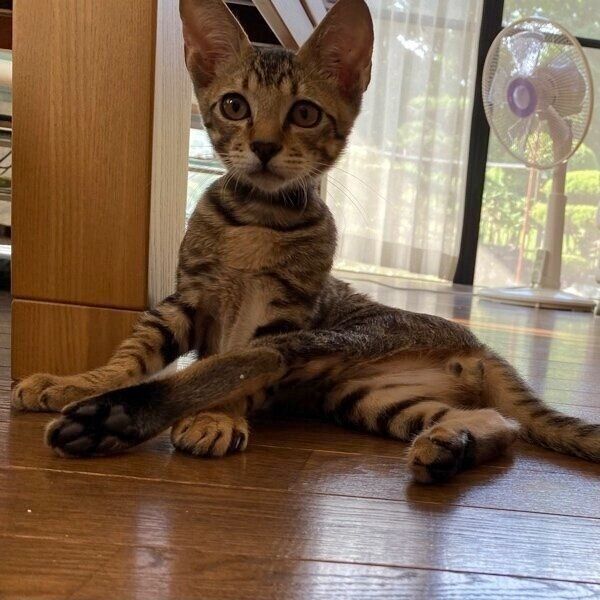 見つめるハクくん