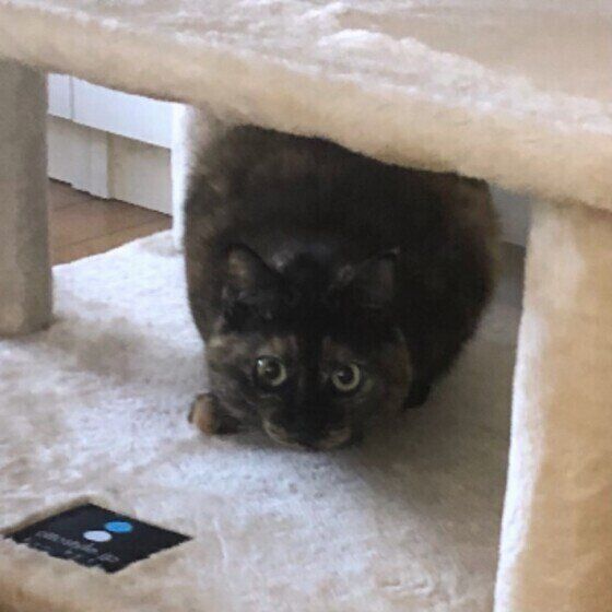 MIXサビのポンちゃん