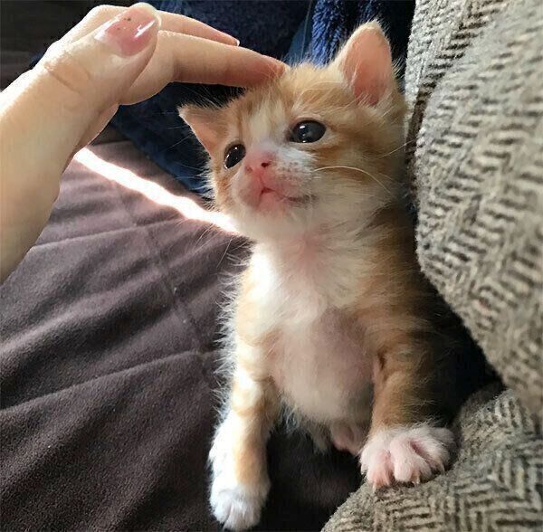 見つめるいなりくん