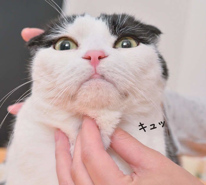 あごをつままれる猫