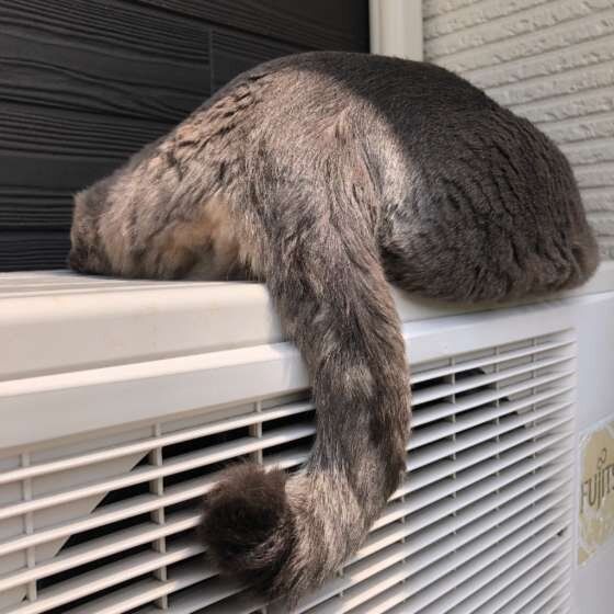 しっぽがフックみたい（MIX、オス）