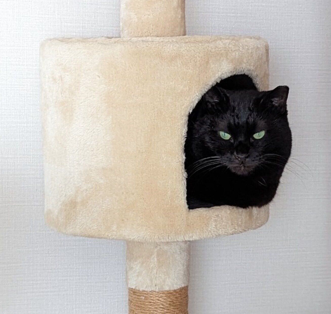 まったりくつろぐリリちゃん