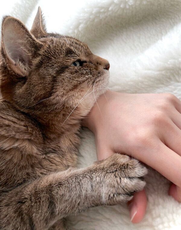 飼い主さんに寄り添うモカさん