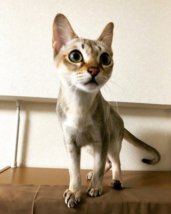 ねこのきもち投稿写真ギャラリー