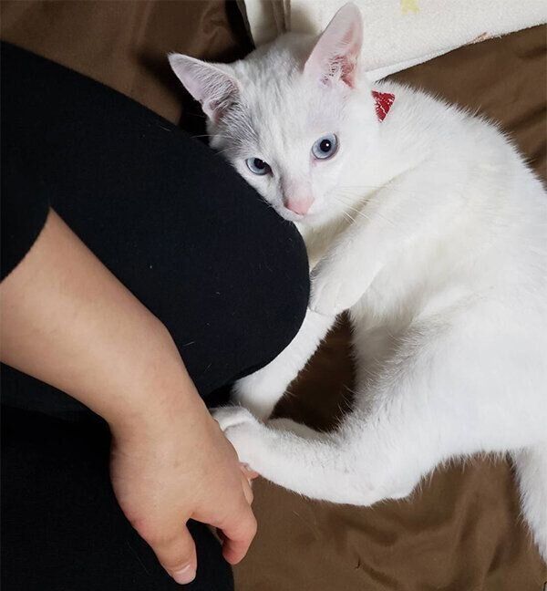 甘えるテトくん