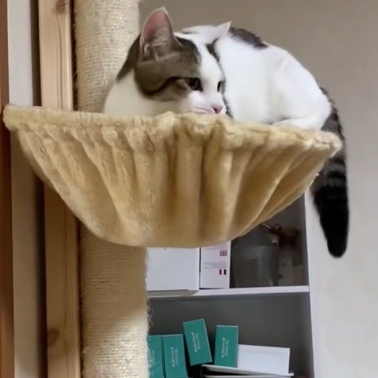 おもちゃをくわえている猫