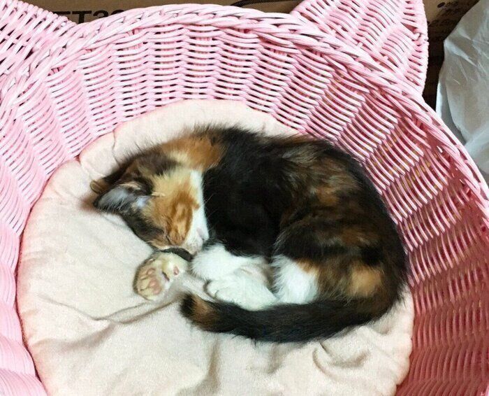 保護した日のはなこちゃん