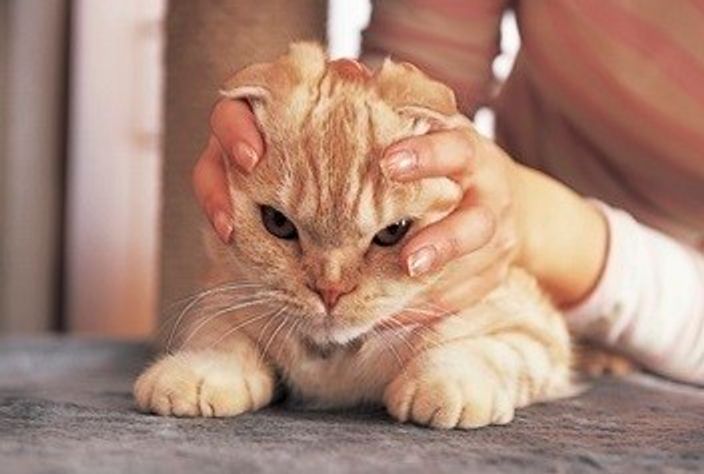 獣医師監修 先住猫がいる場合の猫の迎え入れ 注意点と対面手順を解説 ねこのきもちweb Magazine