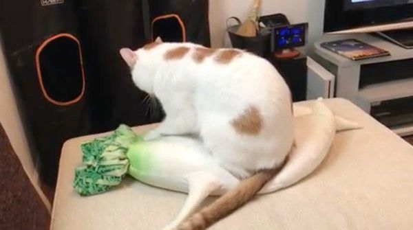 大根のぬいぐるみにフミフミする猫