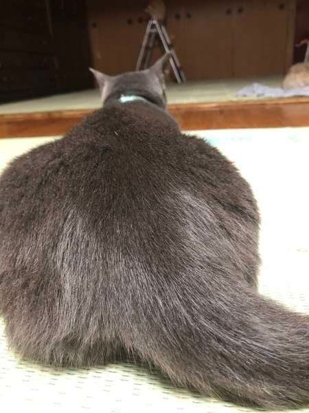 お尻を向けて座るMIXグレー