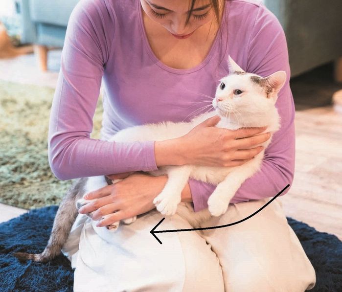 猫の抱き方, 猫が抱っこをせがむ 理由 – DSJM
