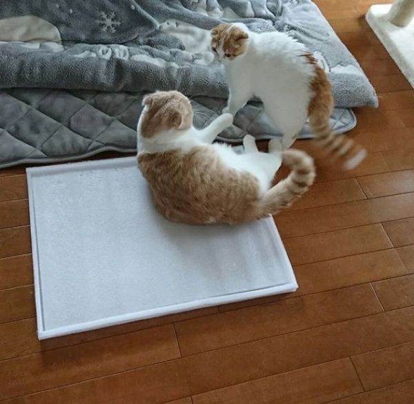 ケンカするスコティッシュフォールド