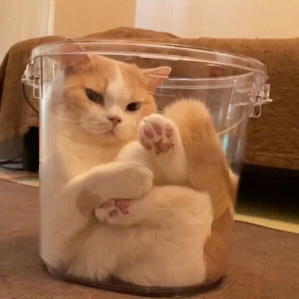 バケツの中にすっぽり入るてんぷらくん