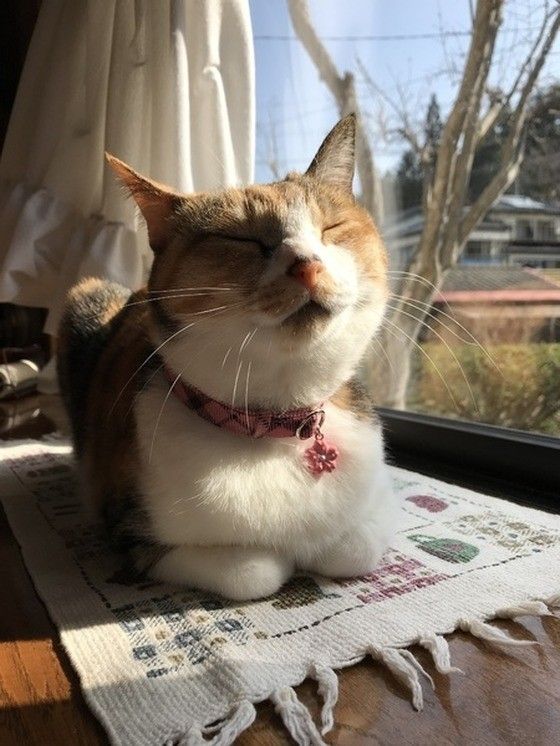 ミケのさくらちゃん