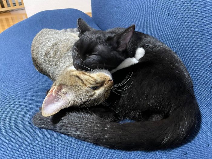 仲よく眠るノアちゃんとネロちゃん