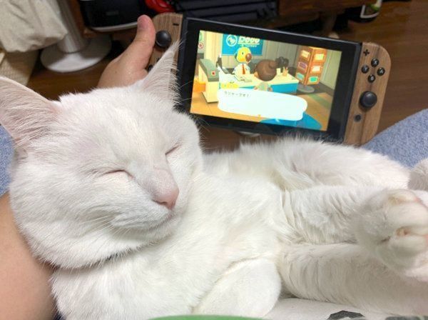 ゲームをする飼い主さんの膝の上で眠るハク様