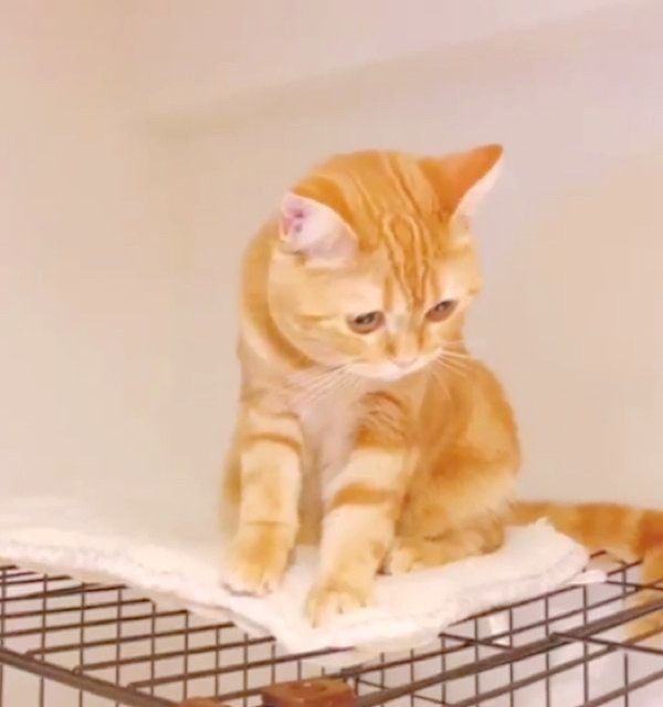 ふみふみする茶トラのhanaちゃん