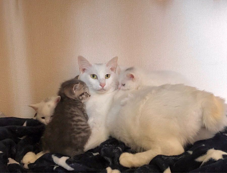 出産した子猫と過ごすににちゃん