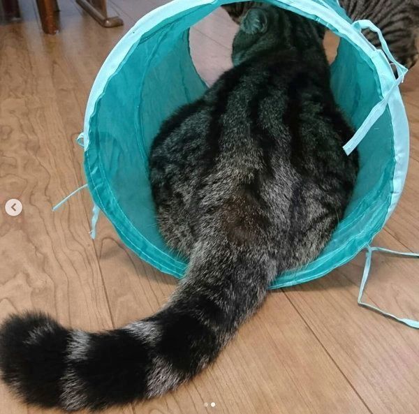 まさにニャンコが好きそう フライングタイガーでgetしたい 猫グッズ ねこのきもちweb Magazine