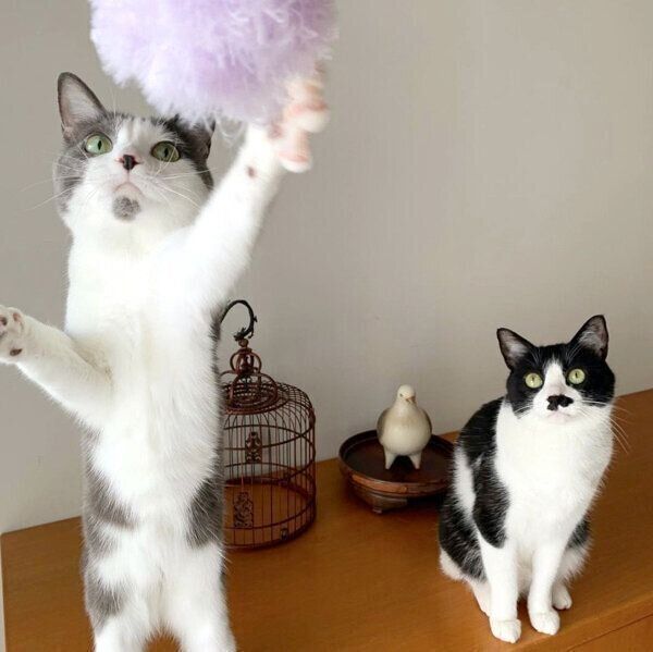 愛猫でモデルの蘭丸ちゃんと南天ちゃん