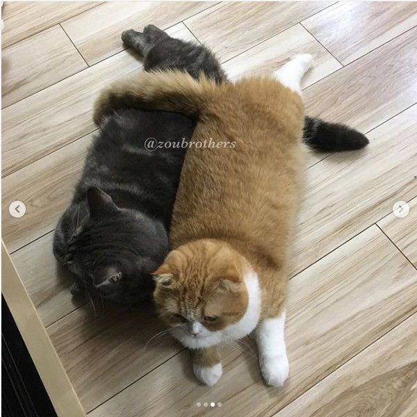 背中合わせの仲良しニャンズ