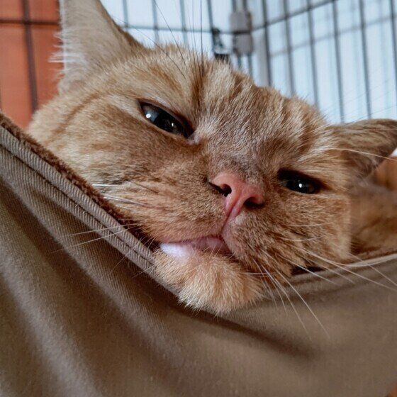 アメリカンショートヘアの龍太くんのリラックス