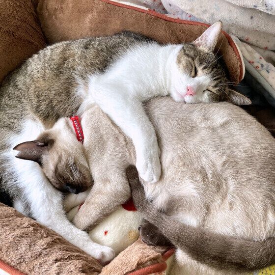 小春ちゃんと同居猫ちゃん