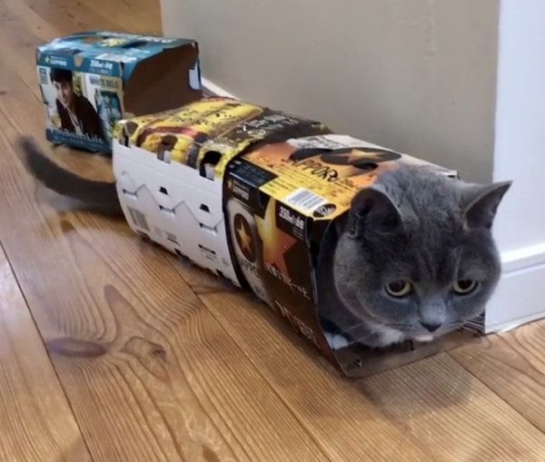 ビールの空き箱が好きな猫