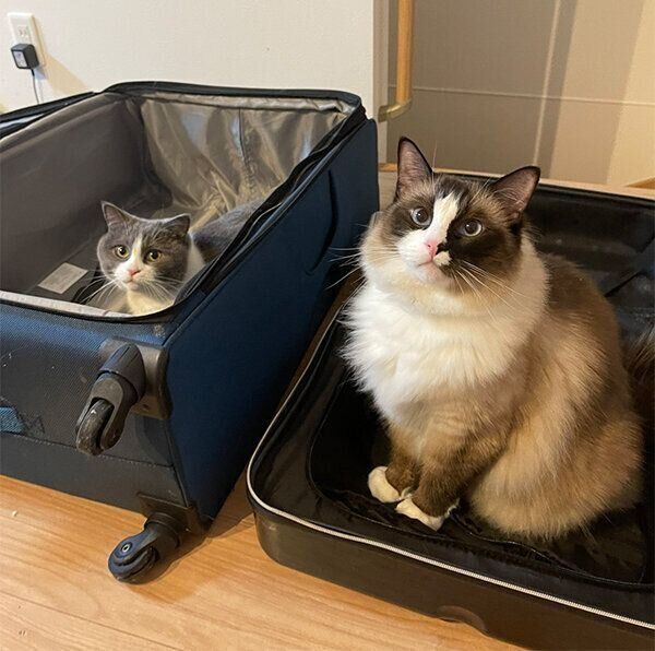 スーツケースに入るまるくんとコテツくん