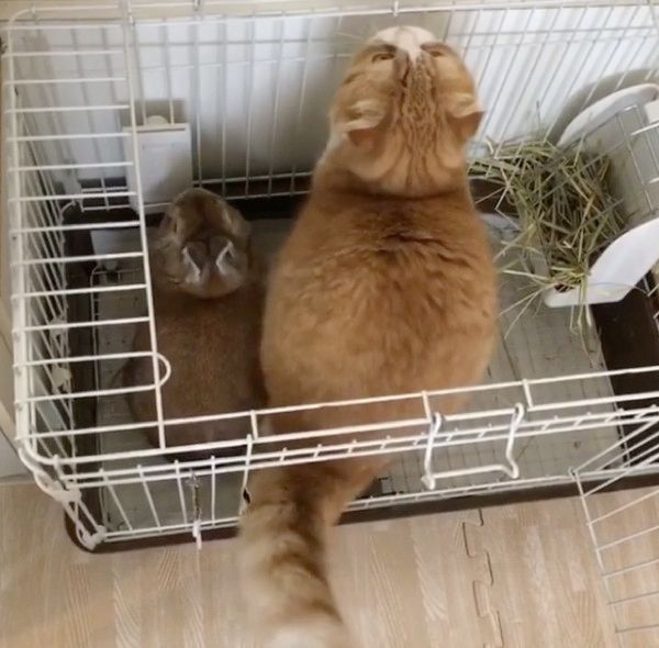 ウサギ小屋に入る猫