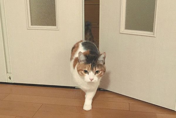 ドアを開ける猫