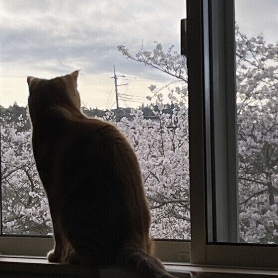 桜を眺める小豆くん