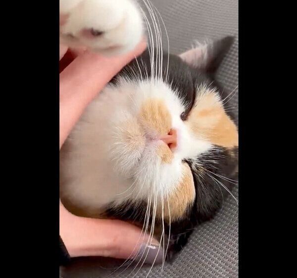 ナデナデを堪能するおあげちゃん