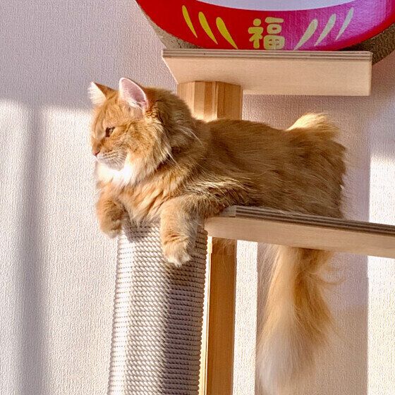 朝日を浴びるラピスちゃん