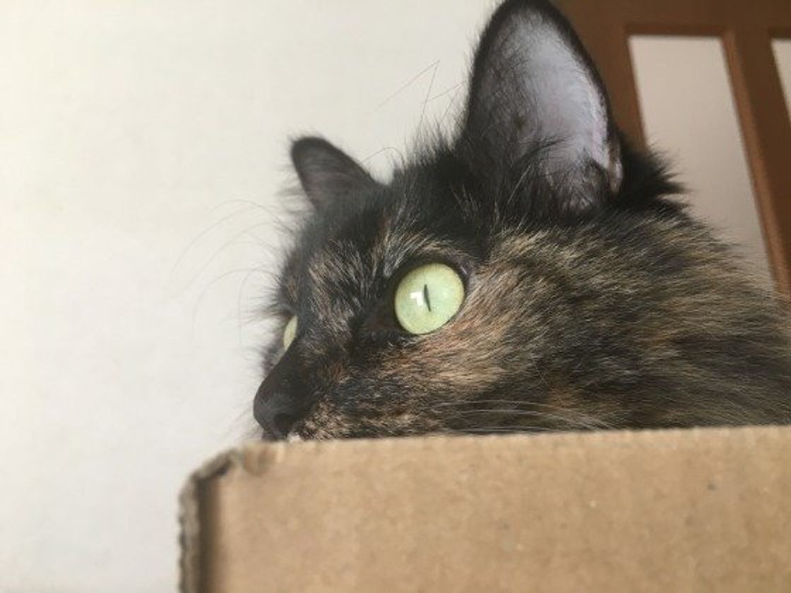 猫の本音が丸わかり 鳴く 寝る 乗る にまつわるギモン ねこのきもちweb Magazine 猫の本音が丸わかり 鳴く 寝る 乗る にまつわるギモン ねこのきもちweb Magazine