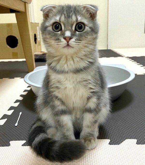 おすわりするまんぼうくん