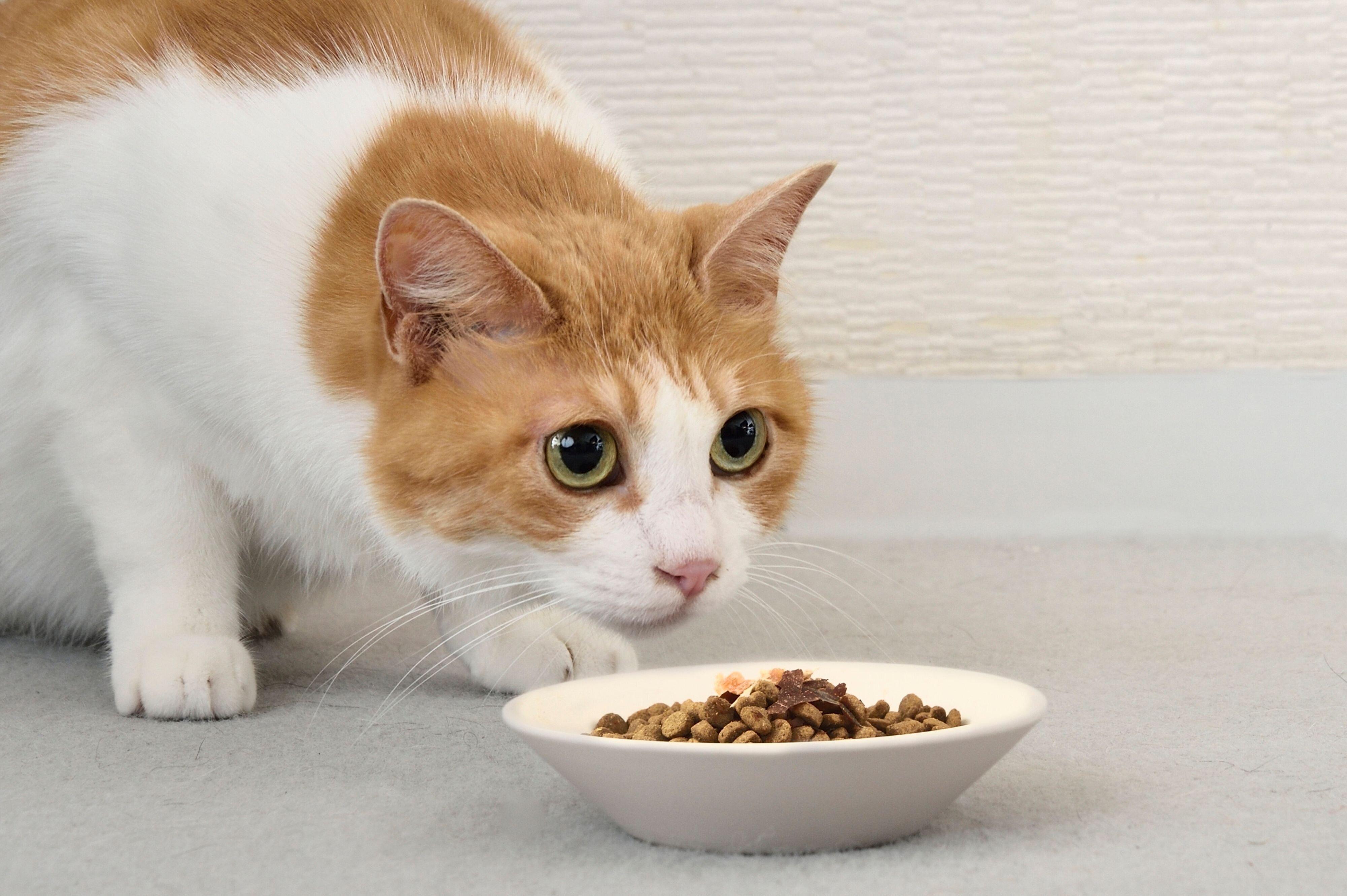 『懐石1dish』を食べる猫